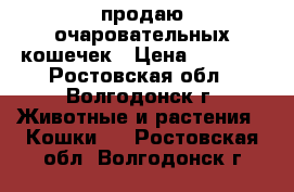 продаю очаровательных кошечек › Цена ­ 1 400 - Ростовская обл., Волгодонск г. Животные и растения » Кошки   . Ростовская обл.,Волгодонск г.